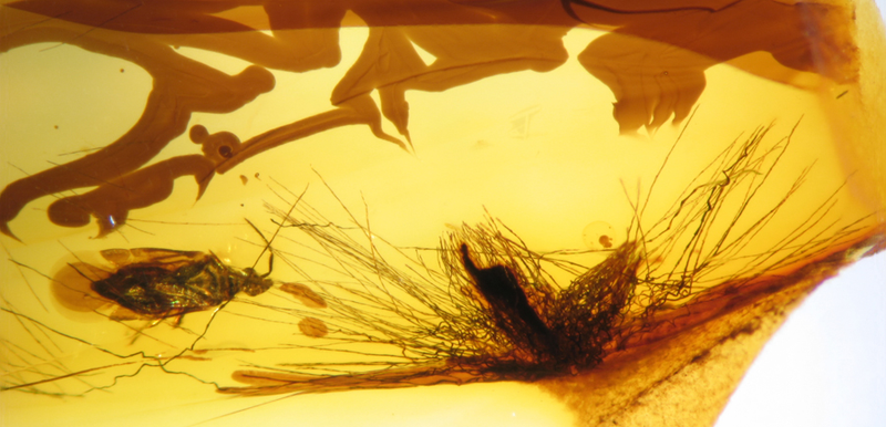 Illustration for article titled Dinosaur Feathers Discovered in Canadian Amber